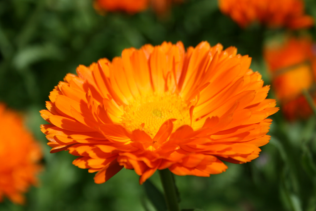 Calendula officinalis (coltivata)