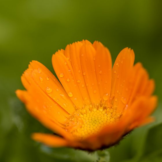 Calendula [photo credit: Flor Calendula via photopin (license)]