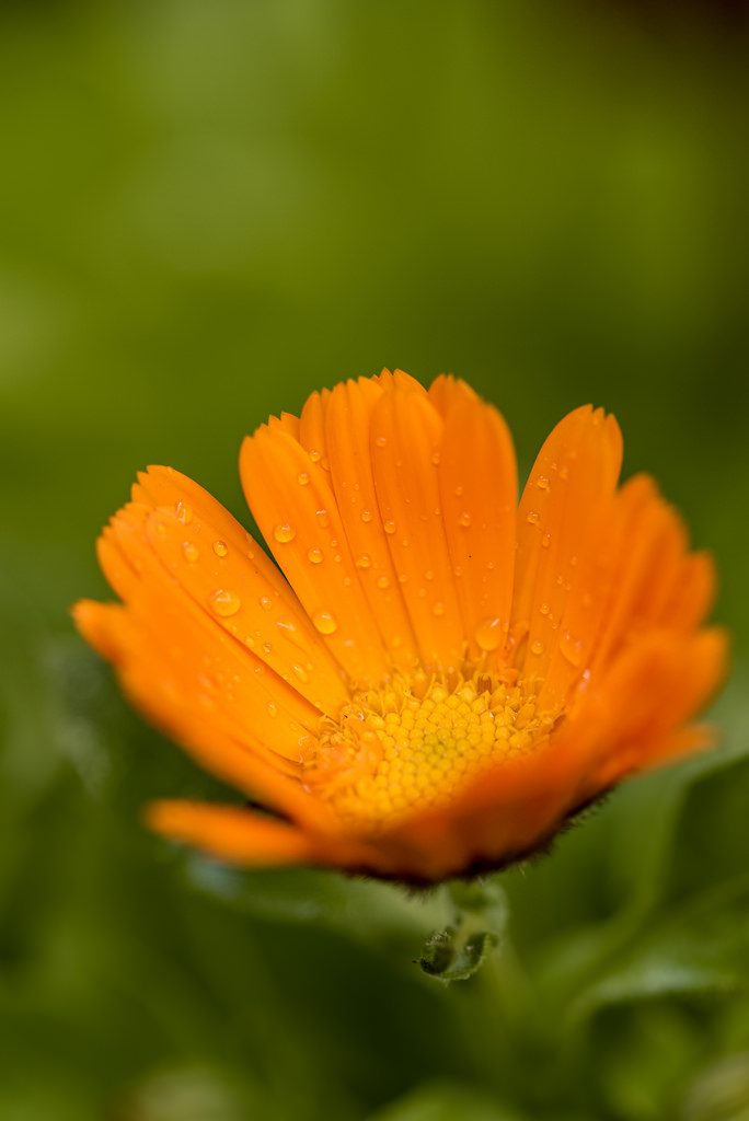 Calendula [photo credit: Flor Calendula via photopin (license)]