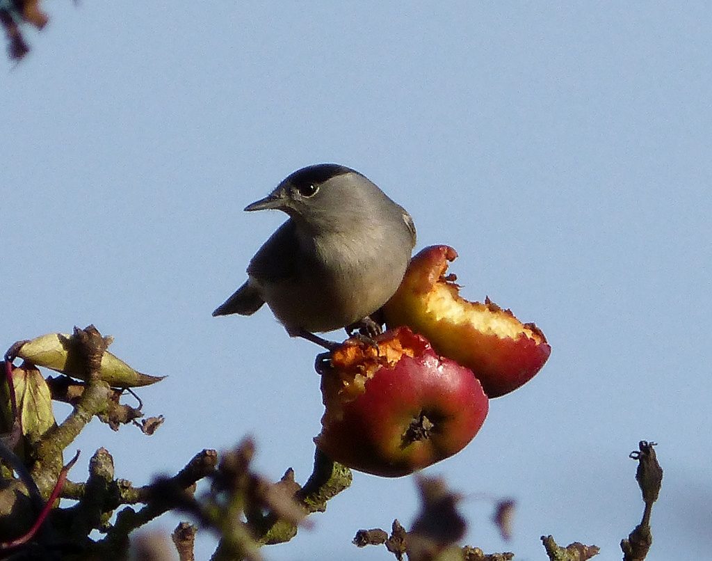 Capinera, maschio [photo credit: www.flickr.com/photos/43272765@N04/11310912816Male Blackcap, Sylvia atricapilla by gailhampshire via photopincreativecommons.org/licenses/by/2.0/]