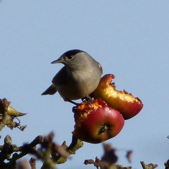 Capinera, maschio [photo credit: www.flickr.com/photos/43272765@N04/11310912816Male Blackcap, Sylvia atricapilla by gailhampshire via photopincreativecommons.org/licenses/by/2.0/]