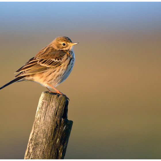 Pispola, Anthus pratensis [photo credit: www.flickr.com/photos/25622178@N08/11644753826Pipit farlouse / Meadow Pipitvia photopincreativecommons.org/licenses/by-sa/2.0/]