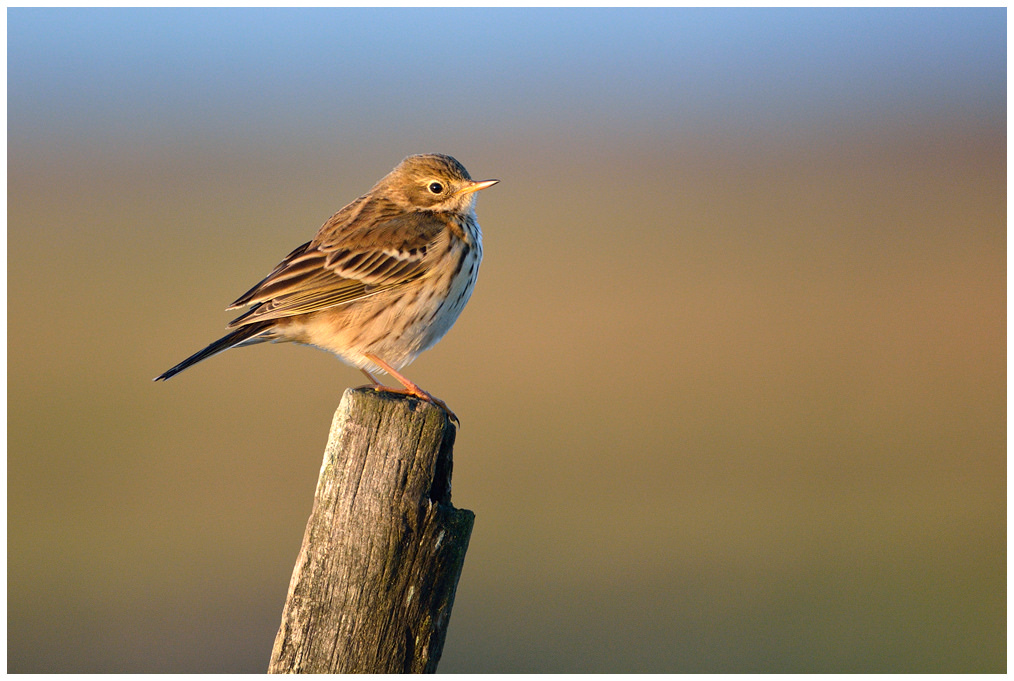 Pispola, Anthus pratensis [photo credit: www.flickr.com/photos/25622178@N08/11644753826Pipit farlouse / Meadow Pipitvia photopincreativecommons.org/licenses/by-sa/2.0/]