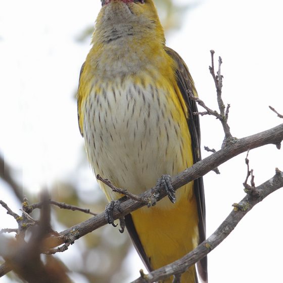 Rigogolo (Oriolus oriolus) [photo credit: www.flickr.com/photos/60513640@N07/11862211546El canto de la oropéndolavia photopincreativecommons.org/licenses/by-nc-sa/2.0/]