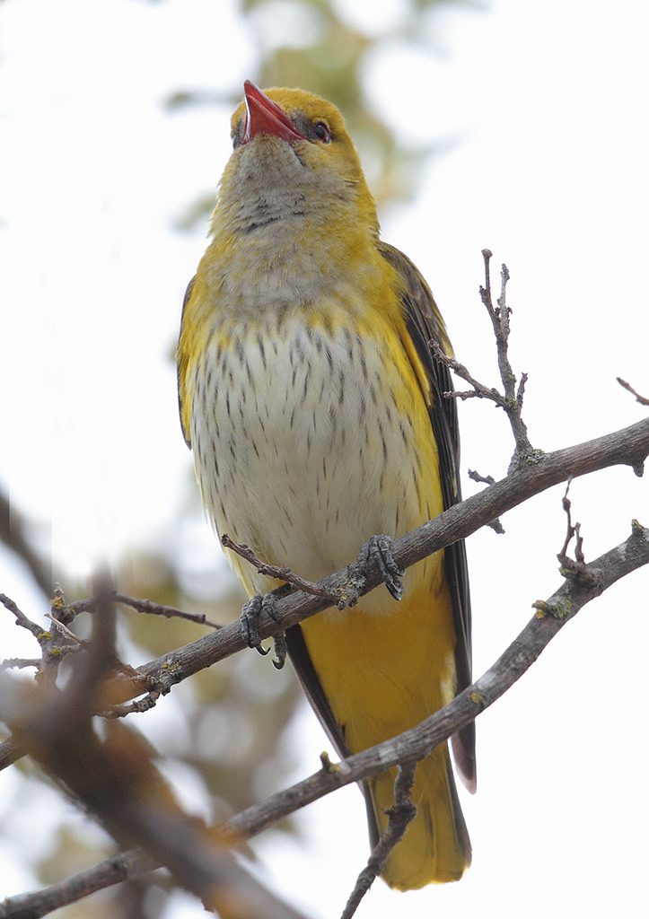 Rigogolo (Oriolus oriolus) [photo credit: www.flickr.com/photos/60513640@N07/11862211546El canto de la oropéndolavia photopincreativecommons.org/licenses/by-nc-sa/2.0/]