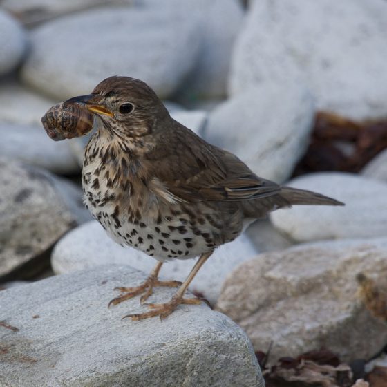 Tordo bottaccio (Turdus philomelos)[photo credit: www.flickr.com/photos/115662206@N05/12221633453Song Thrush via photopincreativecommons.org/licenses/by-nc-nd/2.0/]