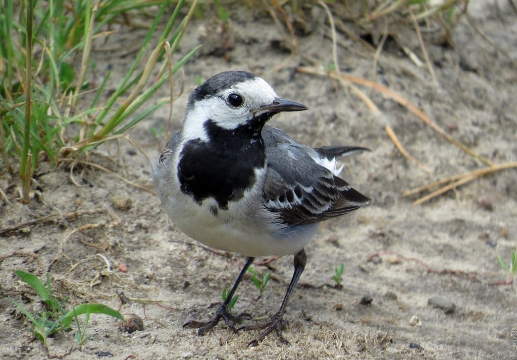 Ballerina bianca [photo credit: www.flickr.com/photos/117611265@N05/12539074484White Wagtail (Motacilla alba)via photopincreativecommons.org/licenses/by/2.0/]