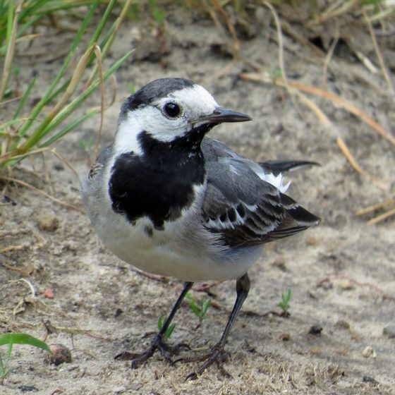 Ballerina bianca [photo credit: www.flickr.com/photos/117611265@N05/12539074484White Wagtail (Motacilla alba)via photopincreativecommons.org/licenses/by/2.0/]