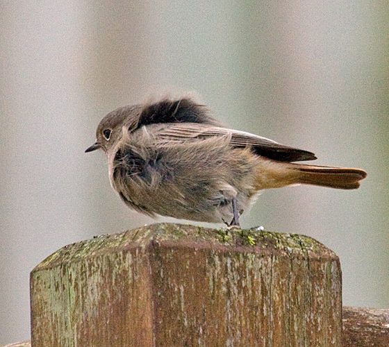 Codirosso spazzacamino [photo credit: www.flickr.com/photos/7322586@N06/12823177545142193-IMG_0757 Black Redstart (Phoenicurus ochruros) via photopincreativecommons.org/licenses/by-nc/2.0/]