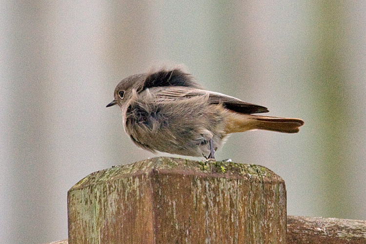 Codirosso spazzacamino [photo credit: www.flickr.com/photos/7322586@N06/12823177545142193-IMG_0757 Black Redstart (Phoenicurus ochruros) via photopincreativecommons.org/licenses/by-nc/2.0/]