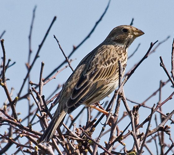 Strillozzo [photo credit: ajmatthehiddenhouse www.flickr.com/photos/7322586@N06/13422273263202042-IMG_4073 Corn Bunting (Emberiza calandra)via photopincreativecommons.org/licenses/by-nc/2.0/]