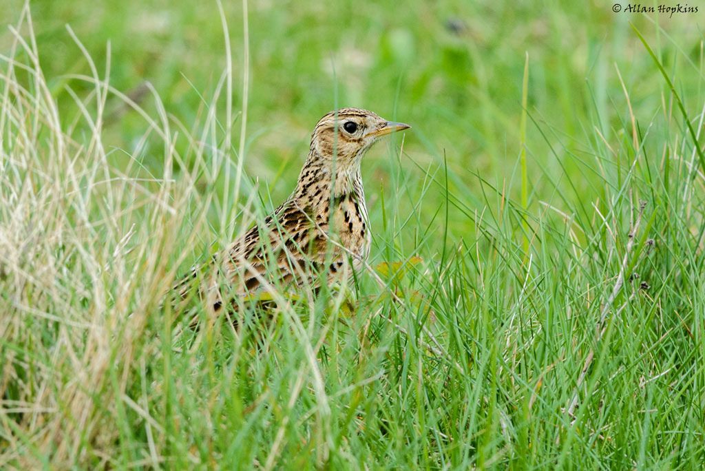 Allodola [photo credit: www.flickr.com/photos/44096805@N07/14131451214Eurasian Skylark (Alauda arvensis)via photopincreativecommons.org/licenses/by-nc-nd/2.0/]