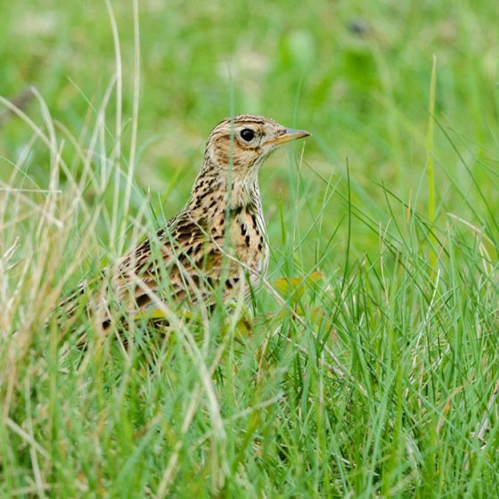 Allodola [photo credit: www.flickr.com/photos/44096805@N07/14131451214Eurasian Skylark (Alauda arvensis)via photopincreativecommons.org/licenses/by-nc-nd/2.0/]