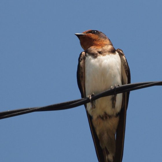 Hirundo rustica, rondine [photo credit: www.flickr.com/photos/7656600@N06/14156517811Swallow via photopincreativecommons.org/licenses/by/2.0/]