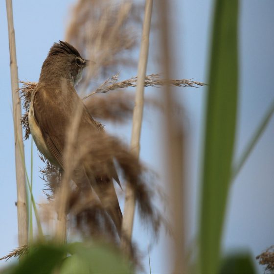 Cannareccione [photo credit: www.flickr.com/photos/60740813@N04/14263598249Acrocephalus arundinaceus Great reed warbler via photopin di Fausto Desericreativecommons.org/licenses/by/2.0/]