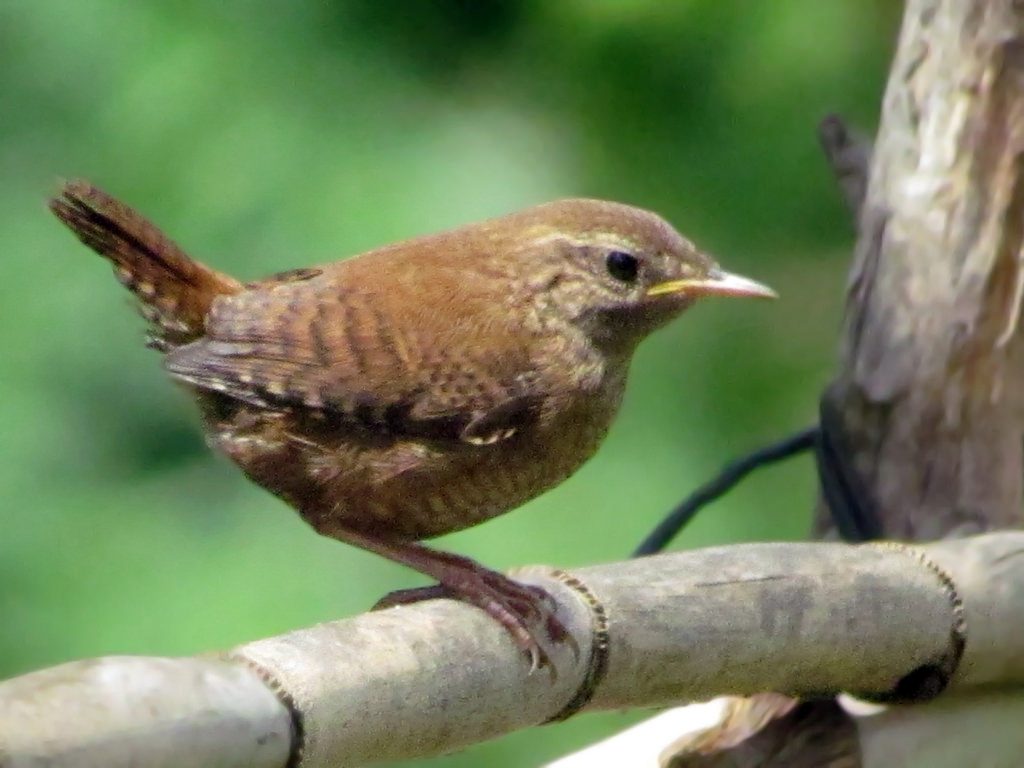 Troglodytes troglodytes, scricciolo [photo credit: www.flickr.com/photos/127023375@N05/14816465969Eurasian wren via photopincreativecommons.org/licenses/by-sa/2.0/]