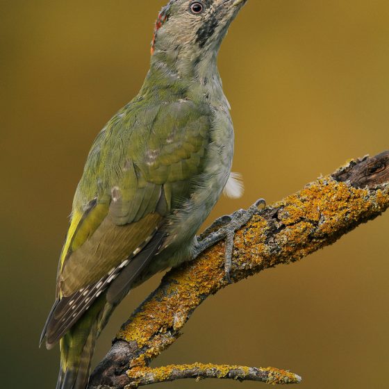 Picchio verde [photo credit: www.flickr.com/photos/60513640@N07/15418966581Picus viridis sharpei Picchio verde - Eurasian Green Woodpeckervia photopincreativecommons.org/licenses/by-nc-sa/2.0/]