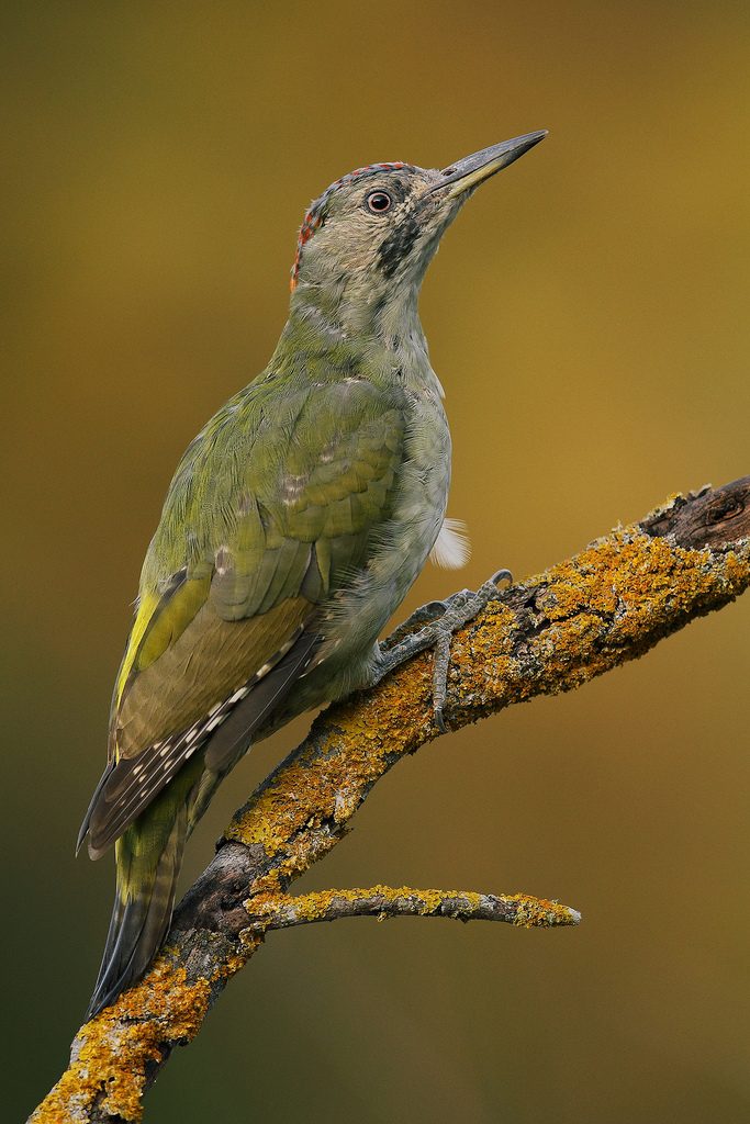 Picchio verde [photo credit: www.flickr.com/photos/60513640@N07/15418966581Picus viridis sharpei Picchio verde - Eurasian Green Woodpeckervia photopincreativecommons.org/licenses/by-nc-sa/2.0/]