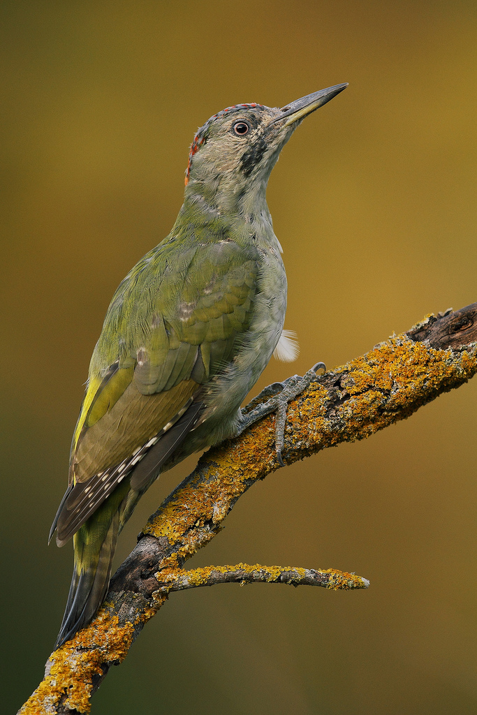 Picchio verde
