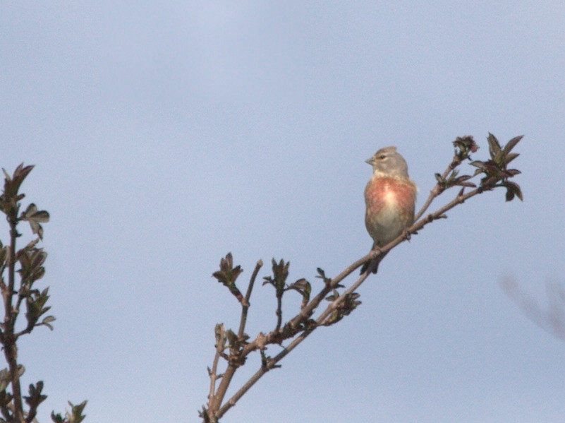 Fanello (Linaria cannabina)[photo credit: www.flickr.com/photos/77084785@N00/16436378523Common linnet via photopincreativecommons.org/licenses/by-nc-sa/2.0/]