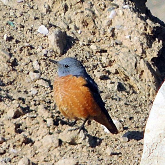 Codirossone (Monticola saxatilis)[photo credit: www.flickr.com/photos/131087549@N04/16871730721Rufous-tailed Rock Thrush - malevia photopincreativecommons.org/licenses/by-nc-sa/2.0/]
