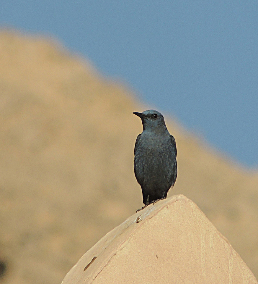 Passero solitario (Monticola solitarius)[photo credit: www.flickr.com/photos/131087549@N04/16872730475Blue Rock Thrush - malevia photopincreativecommons.org/licenses/by-nc-sa/2.0/]