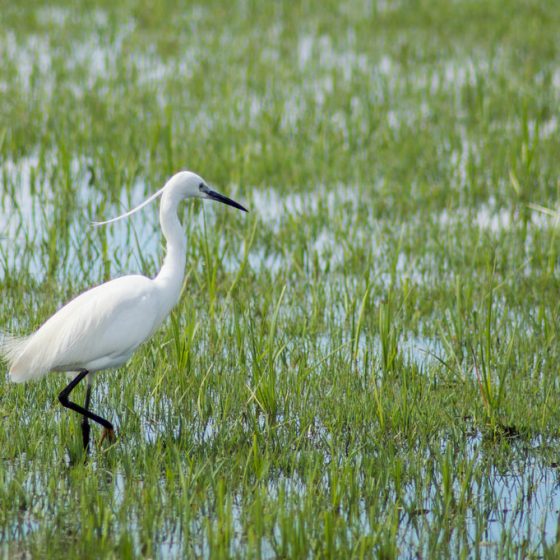 Egretta garzetta, garzetta [photo credit: www.flickr.com/photos/114870626@N07/17111093898 Garceta común (Egretta garzetta) via photopin.com creativecommons.org/licenses/by-nc-sa/2.0]