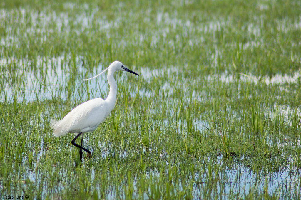 Egretta garzetta, garzetta
