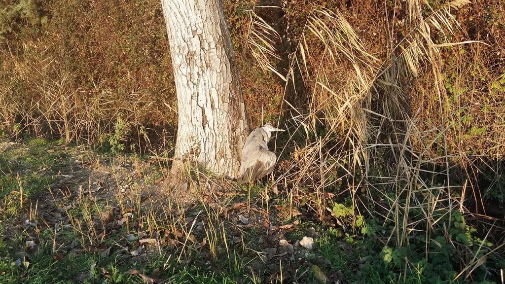 Airone cinerino [Foto di Domiziano Rubeca, fiume Clitunno, 1 gennaio 2016, con smartphone Samsung A5: piccoli naturalisti crescono!]