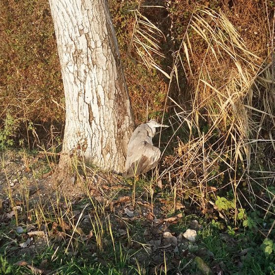 Airone cinerino [Foto di Domiziano Rubeca, fiume Clitunno, 1 gennaio 2016, con smartphone Samsung A5: piccoli naturalisti crescono!]