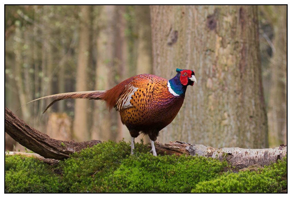 Phasianus colchicus, fagiano [photo credit: www.flickr.com/photos/77762547@N00/20679209878 Common Pheasant - Fazant (Phasianus colchicus) via photopin creativecommons.org/licenses/by-nc-nd/2.0