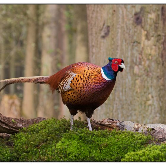 Phasianus colchicus, fagiano [photo credit: www.flickr.com/photos/77762547@N00/20679209878 Common Pheasant - Fazant (Phasianus colchicus) via photopin creativecommons.org/licenses/by-nc-nd/2.0