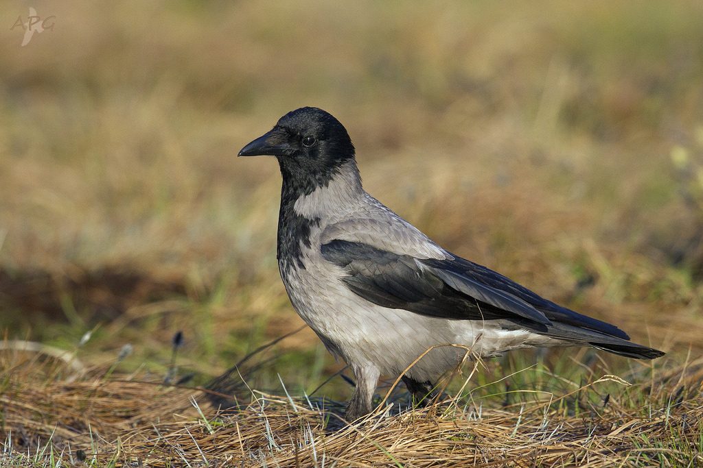 Cornacchia grigia [photo credit: www.flickr.com/photos/60513640@N07/21156387935Corvus cornix - Corneja cenicienta Gralha-cinzenta - Corneille manteléeCornacchia grigia - Hooded Crow Nebelkrähe - via photopincreativecommons.org/licenses/by-nc-sa/2.0/]