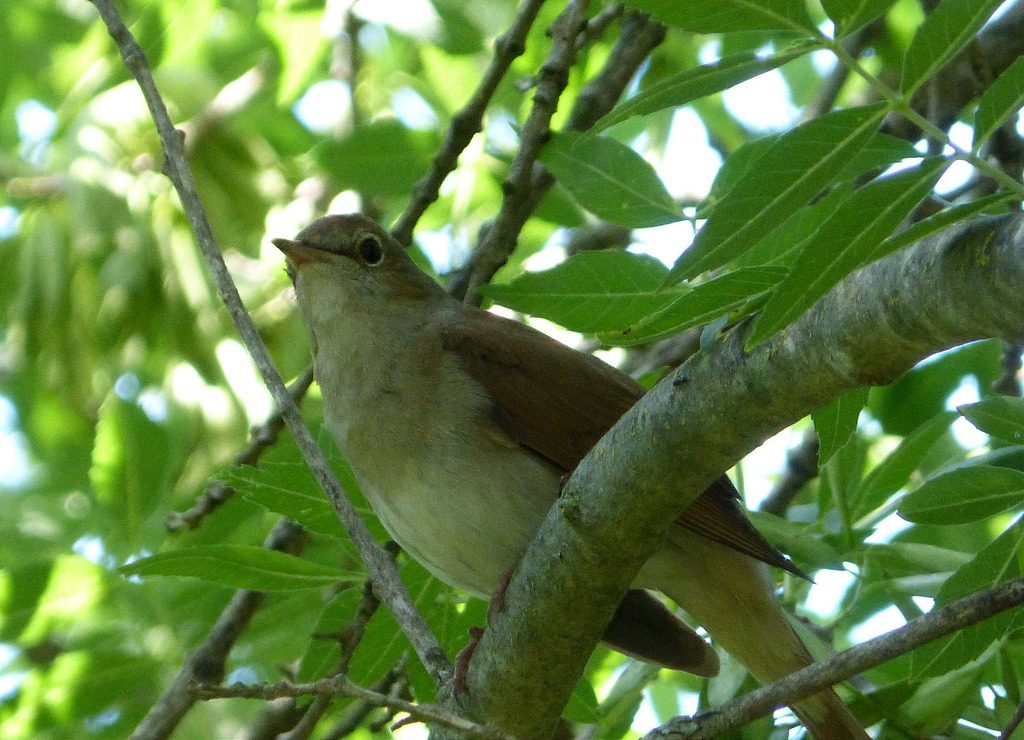 Usignolo [photo credit: www.flickr.com/photos/43272765@N04/22930533779Nightingale - Luscinia megarhynchosvia photopincreativecommons.org/licenses/by/2.0/]