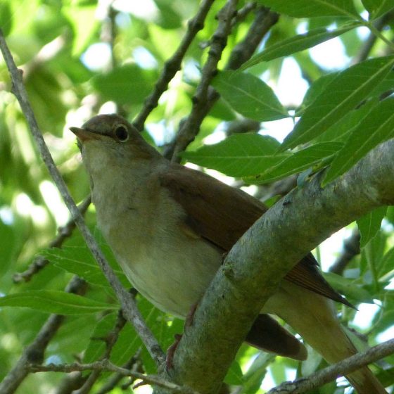 Usignolo [photo credit: www.flickr.com/photos/43272765@N04/22930533779Nightingale - Luscinia megarhynchosvia photopincreativecommons.org/licenses/by/2.0/]