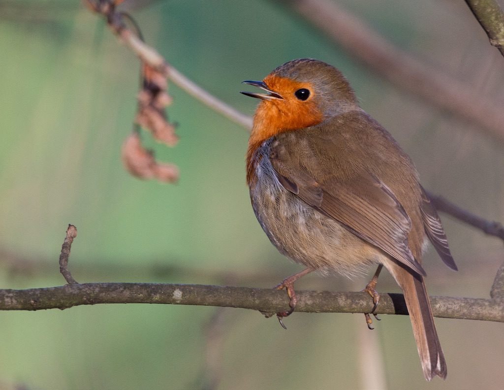 Pettirosso (Erithacus rubecula)[photo credit:www.flickr.com/photos/106519113@N07/24006617471Singing in the new yearvia photopincreativecommons.org/licenses/by-nc/2.0/]
