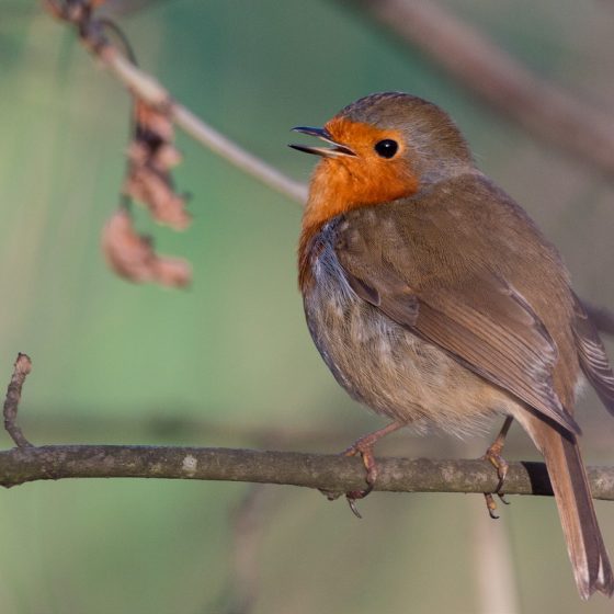 Pettirosso (Erithacus rubecula)[photo credit:www.flickr.com/photos/106519113@N07/24006617471Singing in the new yearvia photopincreativecommons.org/licenses/by-nc/2.0/]