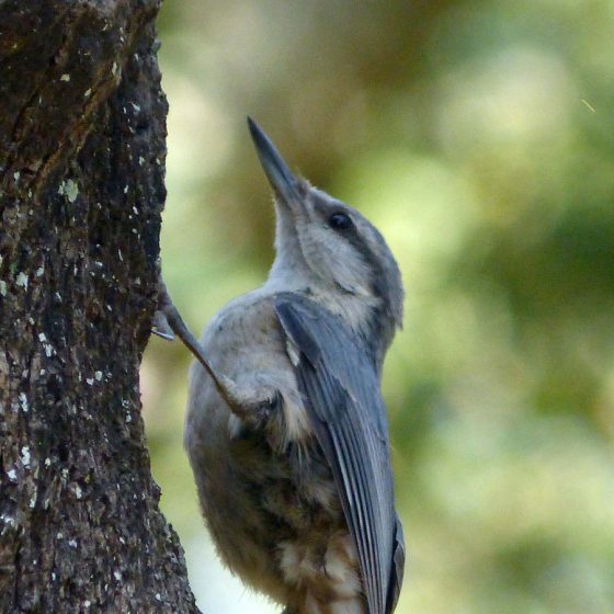 Picchio muratore [photo credit: www.flickr.com/photos/43272765@N04/24098214884Nuthatch - Sitta europaea via photopincreativecommons.org/licenses/by/2.0/]