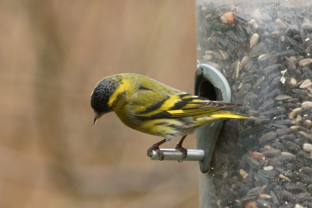 Lucherino [photo credit: www.flickr.com/photos/10728961@N02/24147701460Siskin (Carduelis spinus)via photopincreativecommons.org/licenses/by-nc/2.0/]