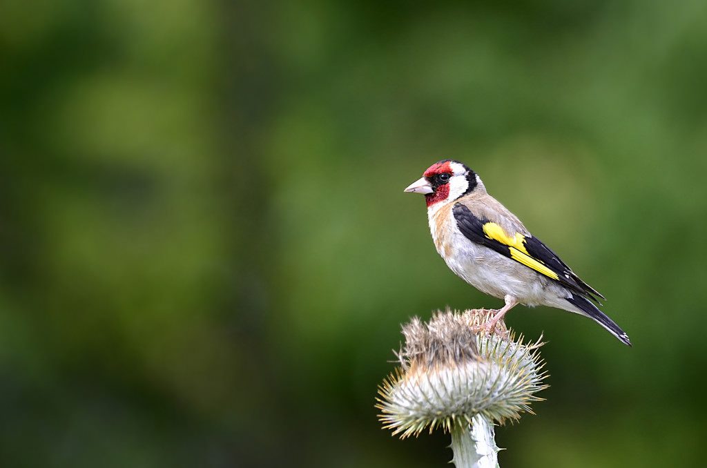 Cardellino [photo credit: www.flickr.com/photos/28541561@N04/24223235863European Goldfinch on a Cardoon thistle headvia photopincreativecommons.org/licenses/by-nc-nd/2.0/]