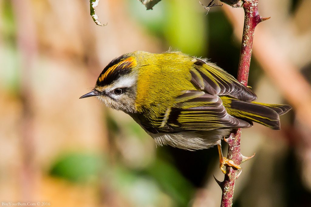 Fiorrancino [photo credit: www.flickr.com/photos/30026676@N05/24430422064Firecrest (Regulus ignicapillus) by BiteYourBum.Com Photographyvia photopincreativecommons.org/licenses/by-nc-nd/2.0/]