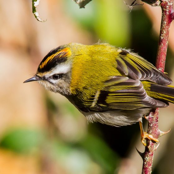 Fiorrancino [photo credit: www.flickr.com/photos/30026676@N05/24430422064Firecrest (Regulus ignicapillus) by BiteYourBum.Com Photographyvia photopincreativecommons.org/licenses/by-nc-nd/2.0/]