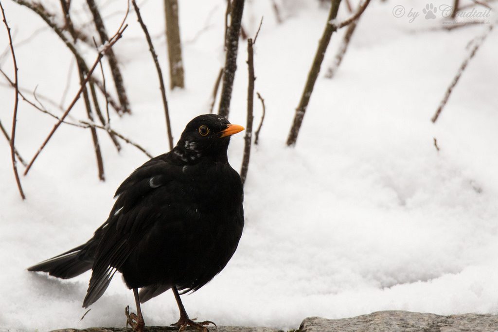 Merlo (Turdus merula), maschio[photo credit: www.flickr.com/photos/57256462@N07/24820618721Common blackbird via photopincreativecommons.org/licenses/by-nc-nd/2.0/]