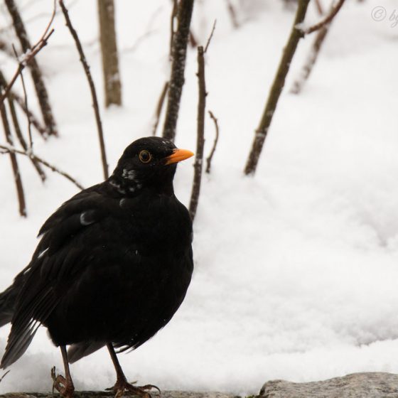 Merlo (Turdus merula), maschio[photo credit: www.flickr.com/photos/57256462@N07/24820618721Common blackbird via photopincreativecommons.org/licenses/by-nc-nd/2.0/]