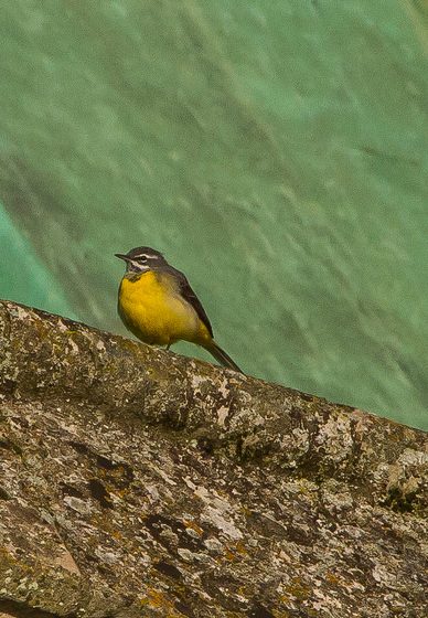 Ballerina gialla [photo credit: www.flickr.com/photos/30026676@N05/25051934851Grey Wagtail (Motacilla cinerea) via photopincreativecommons.org/licenses/by-nc-nd/2.0/]