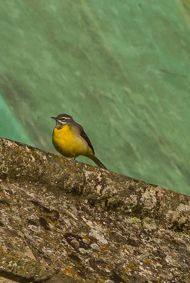 Ballerina gialla [photo credit: www.flickr.com/photos/30026676@N05/25051934851Grey Wagtail (Motacilla cinerea) via photopincreativecommons.org/licenses/by-nc-nd/2.0/]