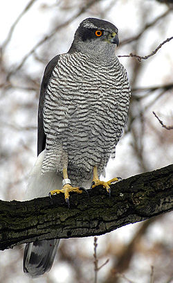 Astore [Northern Goshawk Accipiter gentilis gentilis, ad. male, Berlin, Bezirk Schöneberg, März 2006 - da wikipedia]