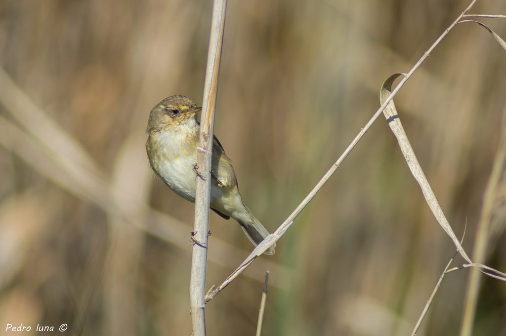 Luì piccolo [photo credit: www.flickr.com/photos/114870626@N07/25152161793Mosquitero común (Phylloscopus collybita)via photopincreativecommons.org/licenses/by-nc-sa/2.0/]