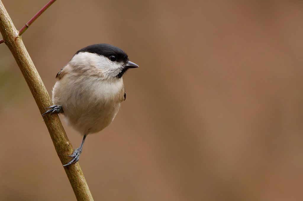 Cincia biglia [photo credit: www.flickr.com/photos/42244964@N03/26040413460Marsh tit (Parus palustris)Parc du Rouge-Cloître Forêt de Soignes, Brusselsvia photopincreativecommons.org/licenses/by/2.0/]