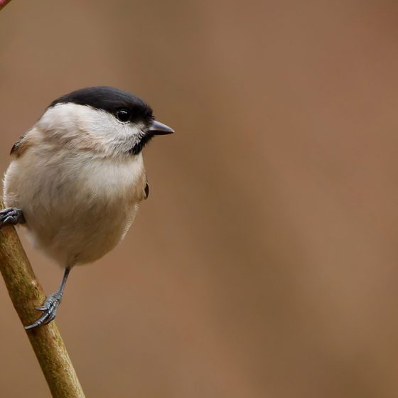 Cincia biglia [photo credit: www.flickr.com/photos/42244964@N03/26040413460Marsh tit (Parus palustris)Parc du Rouge-Cloître Forêt de Soignes, Brusselsvia photopincreativecommons.org/licenses/by/2.0/]